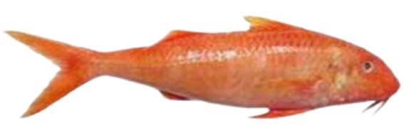 Red Mullet